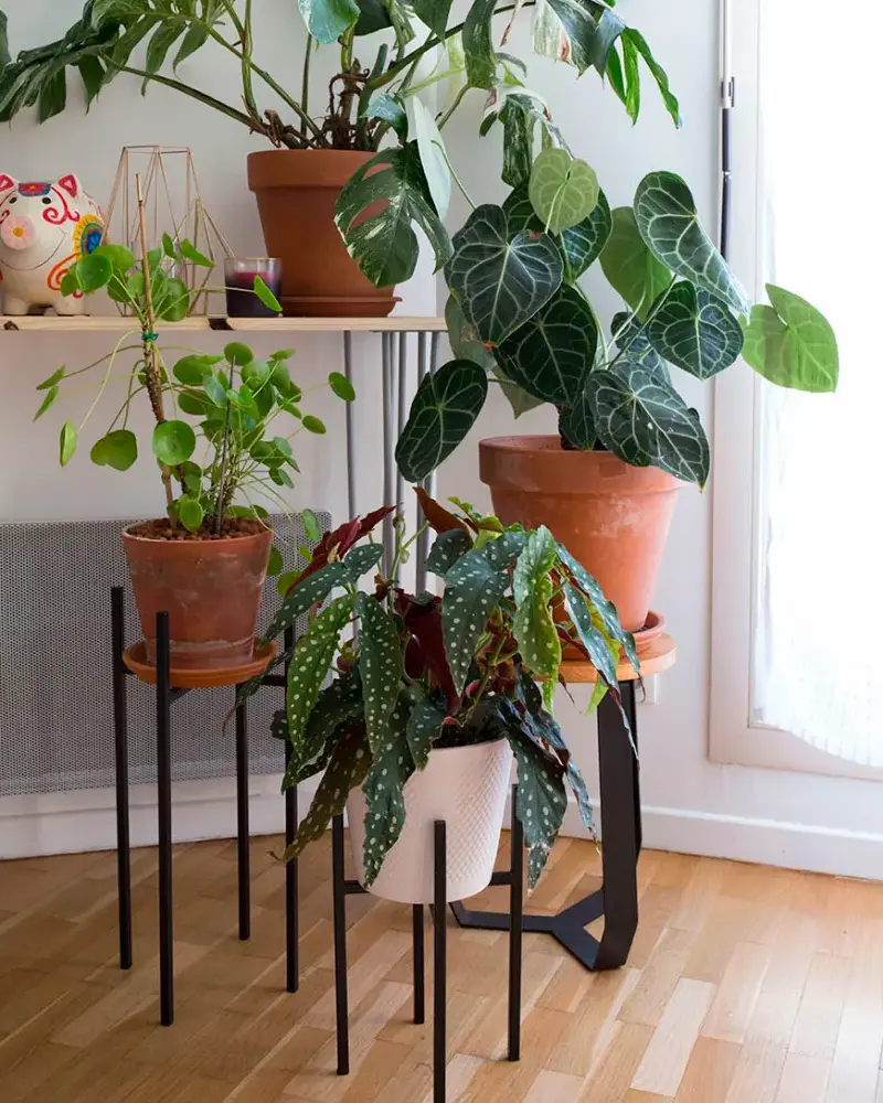 plantes sol porte plante