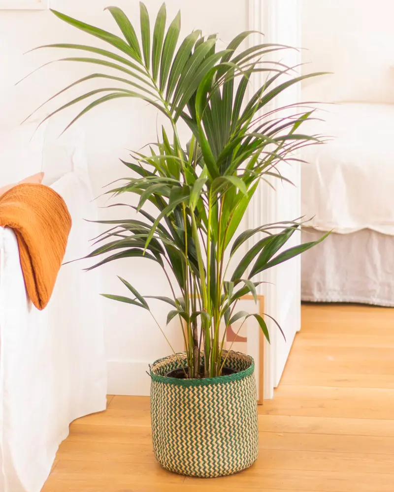 plante sol deco salon