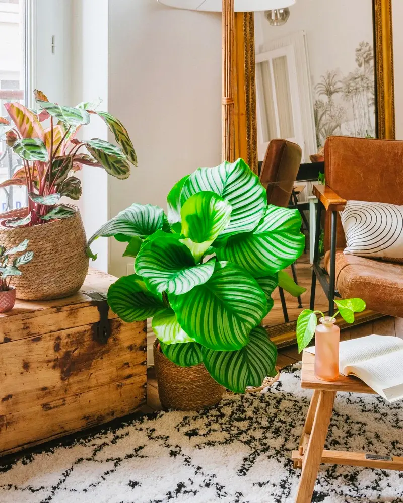 deco salon grande plante sol