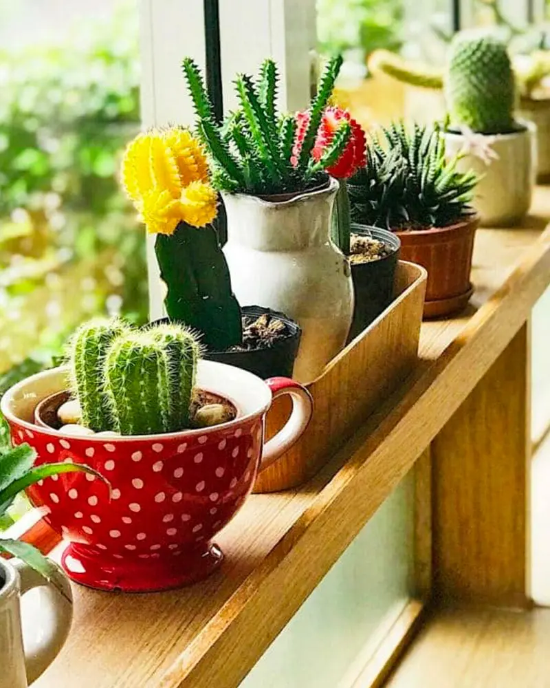 cactus plante piece lumineuse