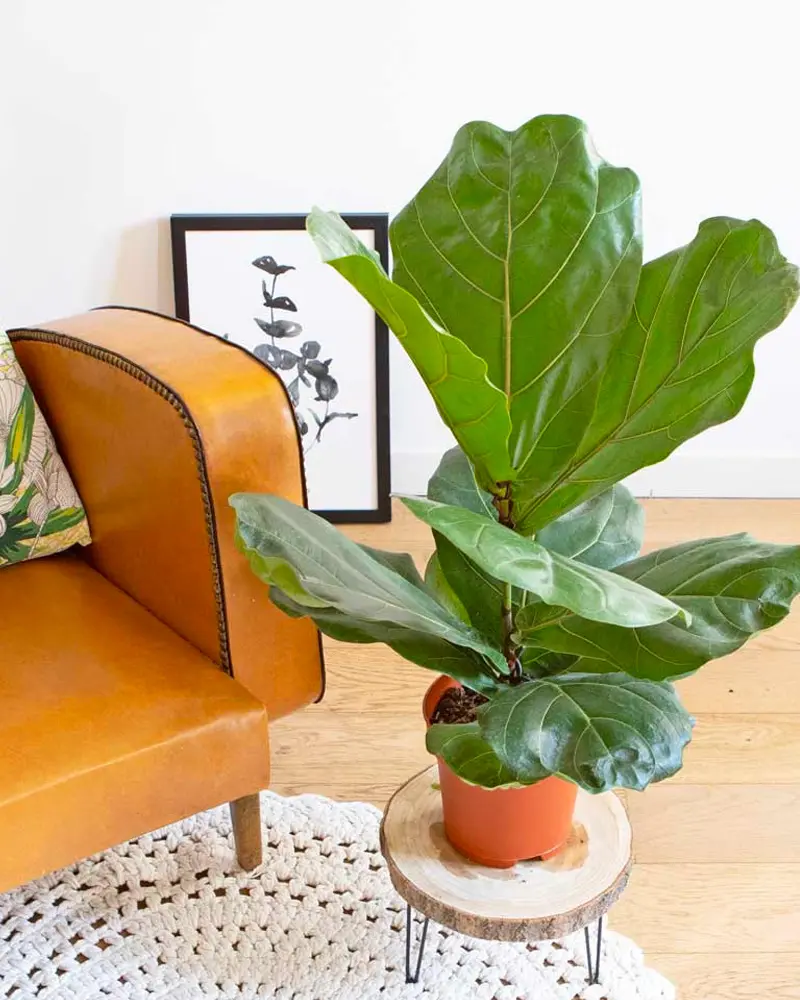 figuier lyrate plante piece lumineuse
