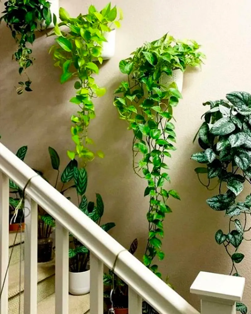 plante pothos piece sombre