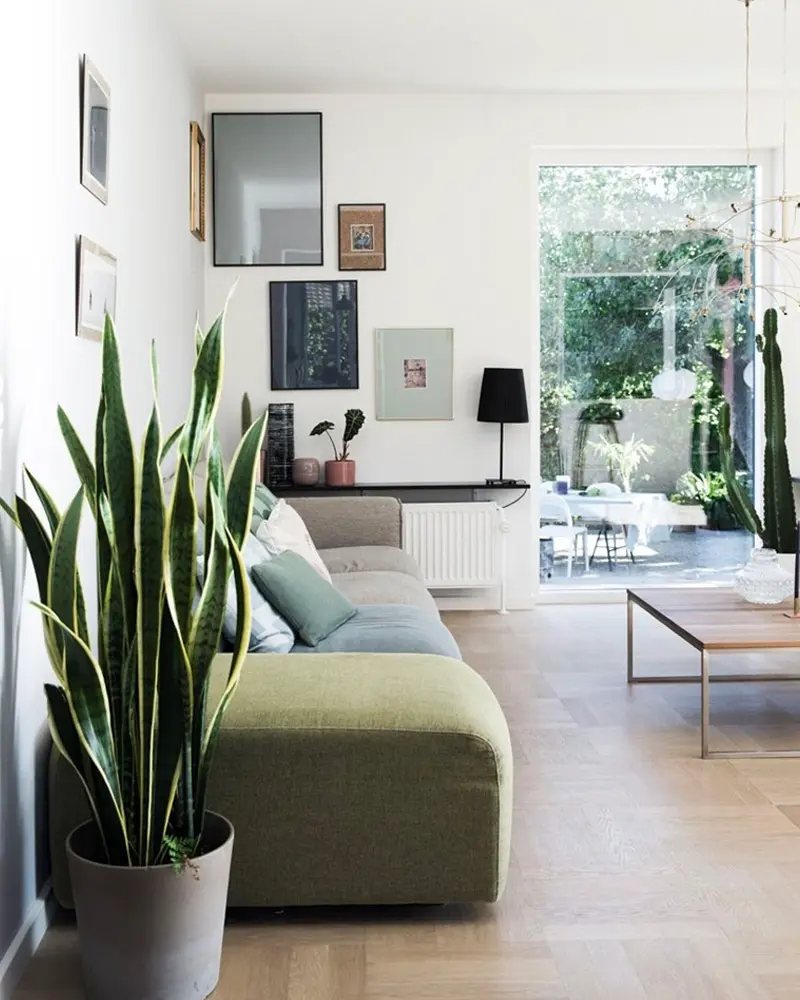plante sanseveria piece sombre salon