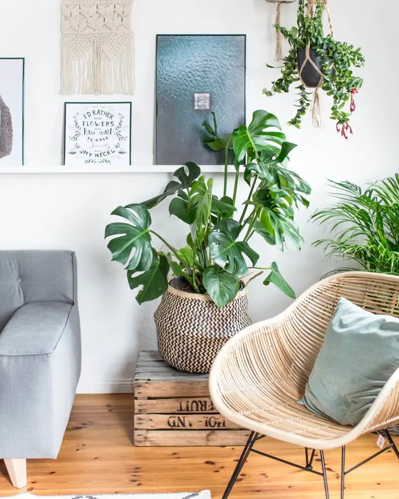 grande plante deco salon