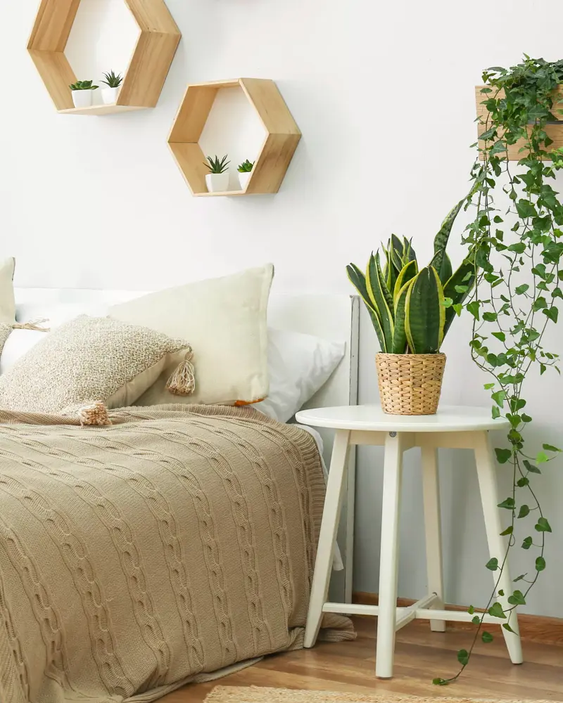 plantes deco chambre