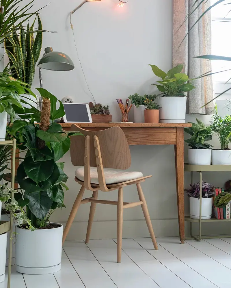 deco bureau plantes
