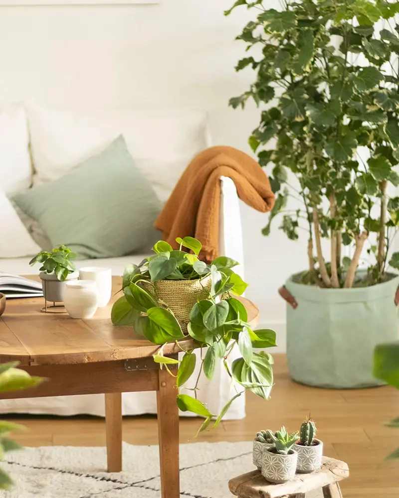 plantes deco salon