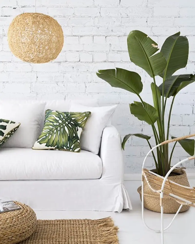 deco salon tropical blanc