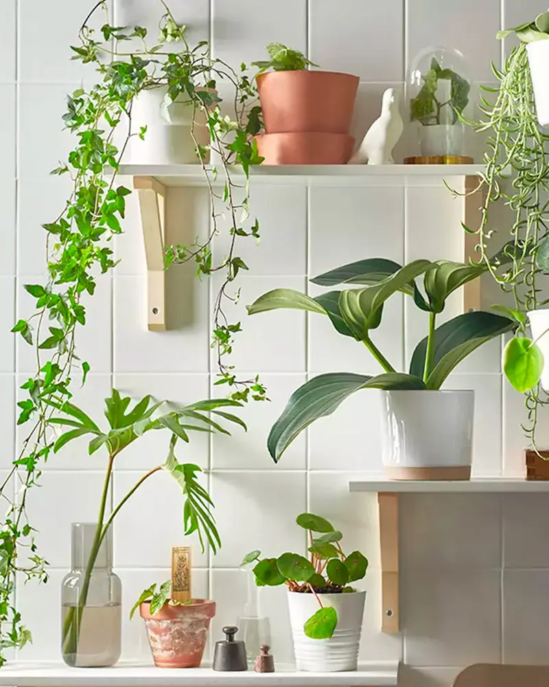 etagere murale deco plante